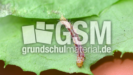 Schmetterlingsraupe (12).jpg